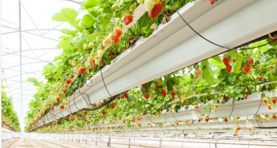 IoT Solutions for Smart Farming